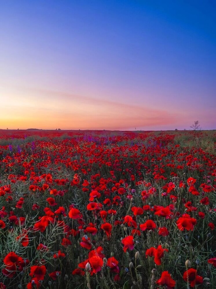 Природа ни в чем себе не отказывает: на побережье Азовского моря буйным цветом цветут поляны маков