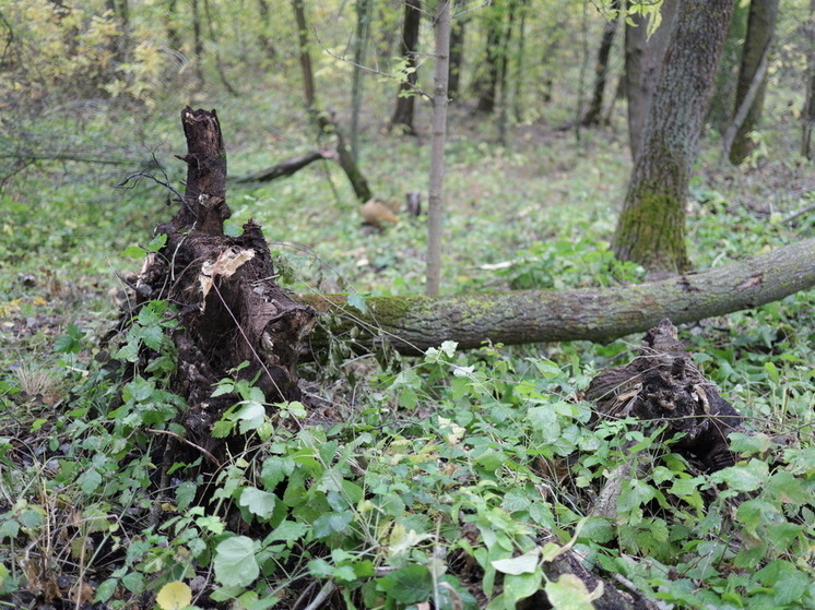 В Калининграде возбудили дело после падения дерева на шестилетнего ребенка