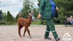 Юная Карамелька впервые прогулялась по Челябинскому зоопарку. Видео