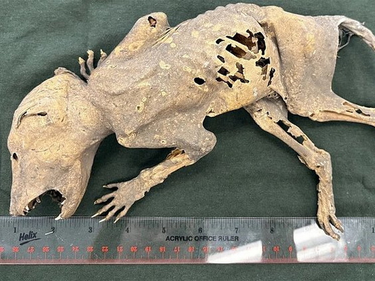 Mysterious Mummy with Human Hands Discovered in the US