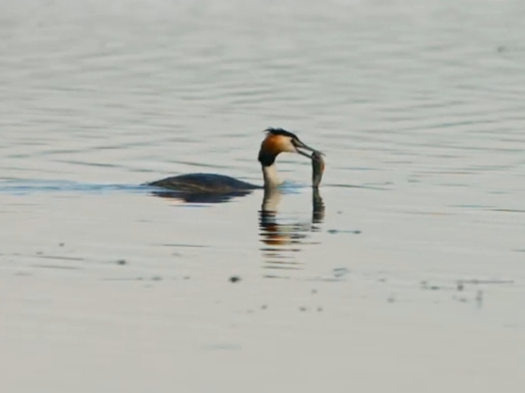 Сотрудники Минприроды Хакасии показали, как большие поганки кормят птенцов