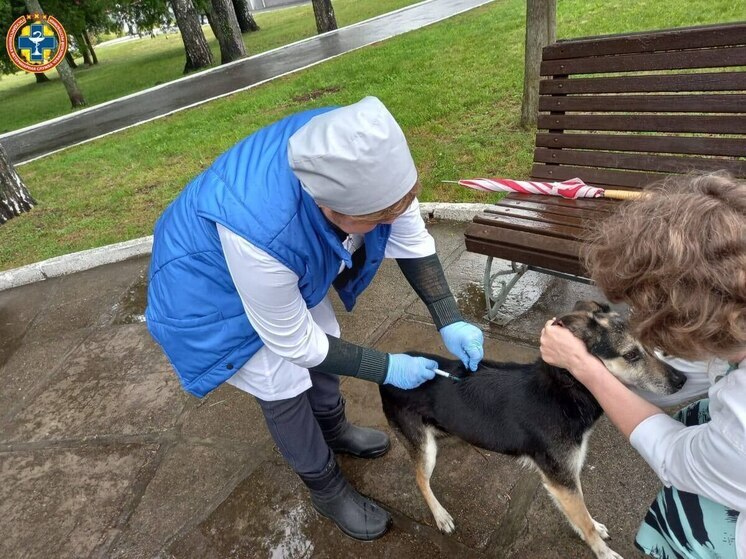 В Юго-Западном районе Чебоксар бесплатно вакцинировали животных от бешенства