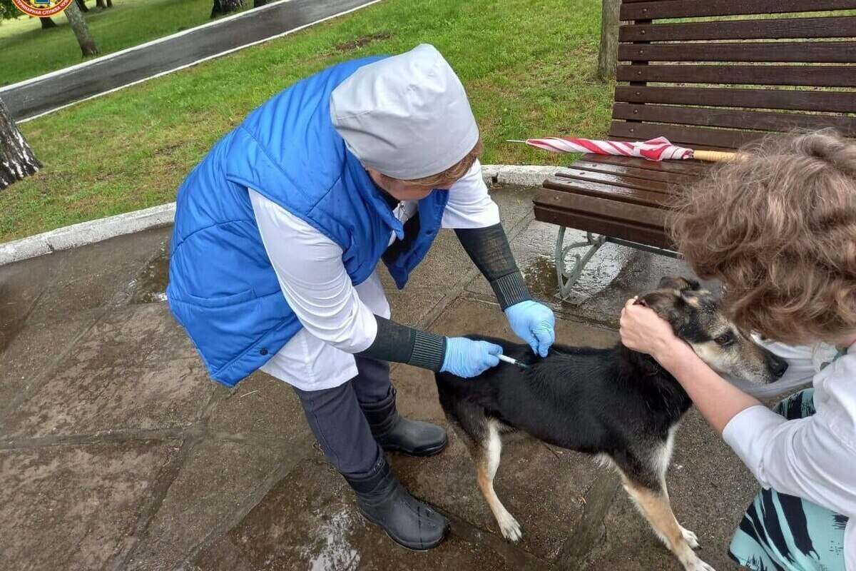 В Юго-Западном районе Чебоксар бесплатно вакцинировали животных от бешенства