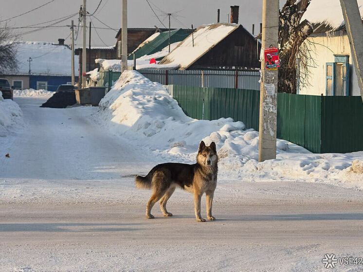 В Новокузнецке прекращено действие особого режима, который допускал умерщвление безнадзорных животных