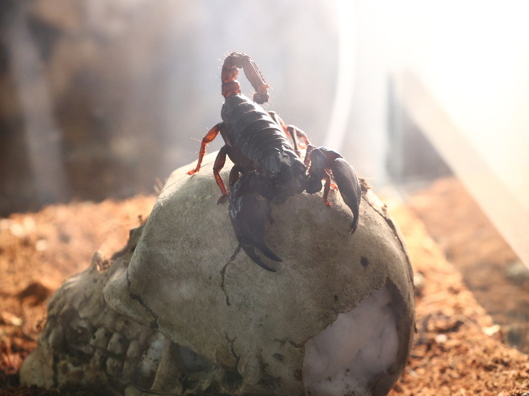 Москвичку укусил в квартире скорпион, завезенный из Крыма