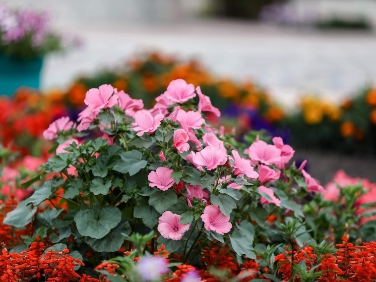 Свыше 5500 цветов-однолетников высадили в центре Волгограда