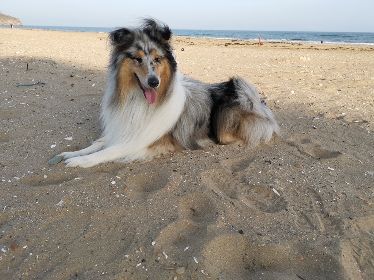 Жителям Владивостока советуют не отпускать питомцев без присмотра из-за дератизации