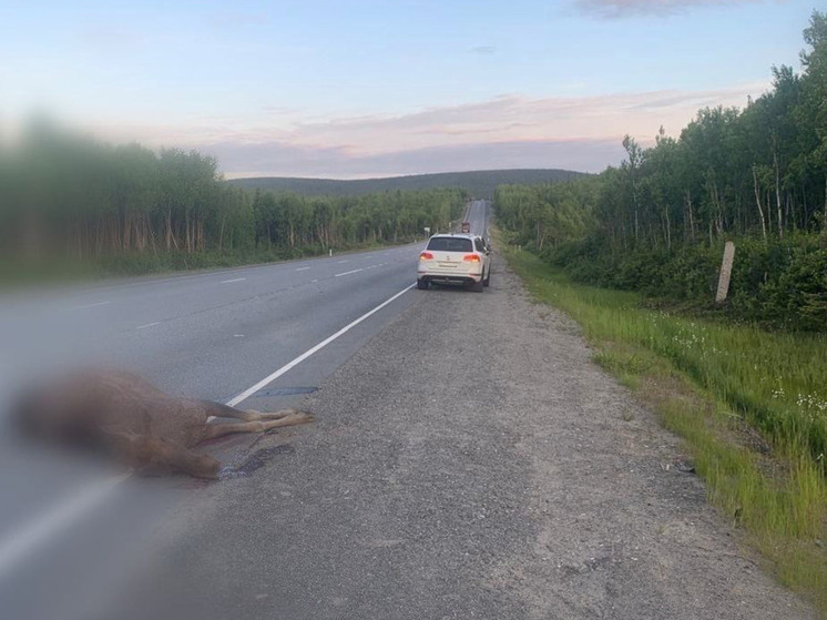 В Мончегорском районе водитель сбил лося на трассе «Кола»