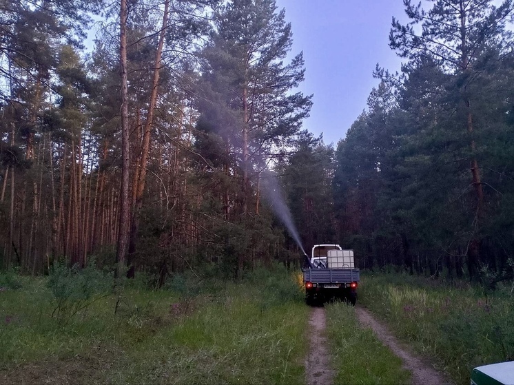 В Самарской области успешно завершена обработка лесов от опасного вредителя