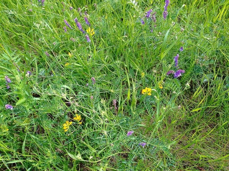 До +21 градуса и кратковременные дожди пообещали синоптики ленинградцам 27 июня