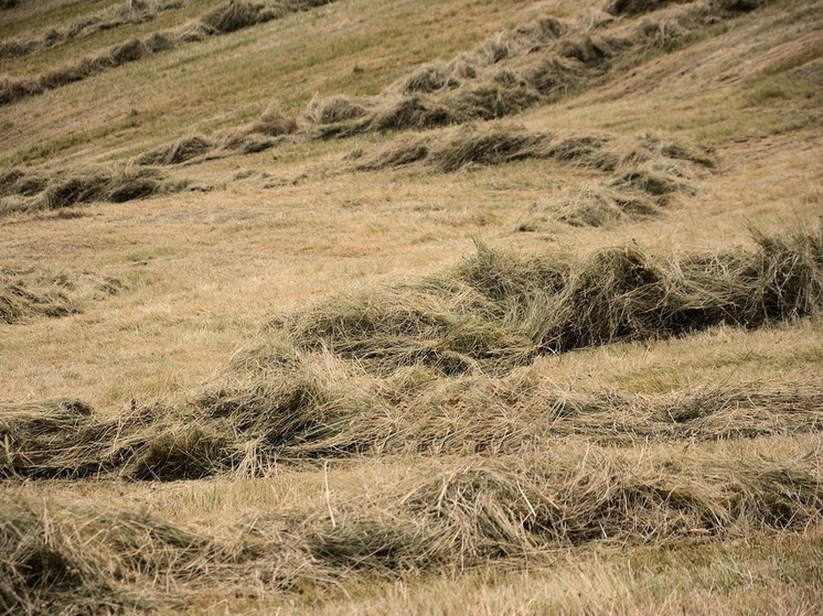 Аграрии Башкирии заготовили четверть необходимого объема сенажа