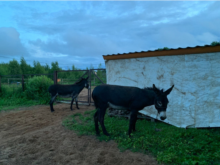 В Переславле разгулялись два осла