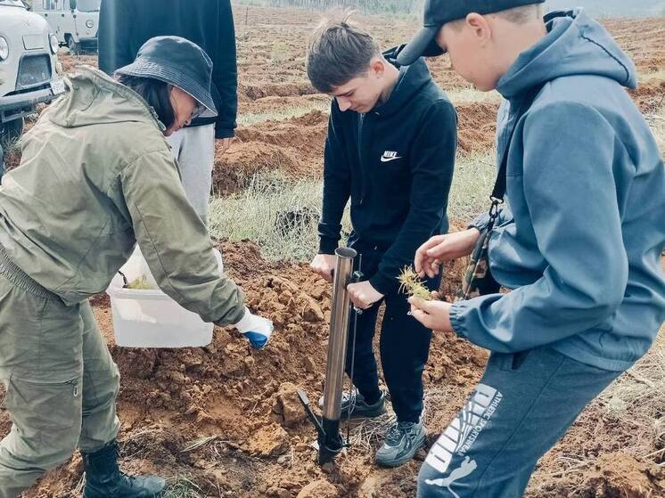 Школьники высадили 2,5 тысячи сосен в Бурятии