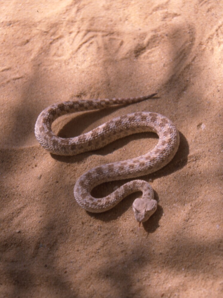 Россиянку экстренно госпитализировали в Армении после укуса ядовитой змеи