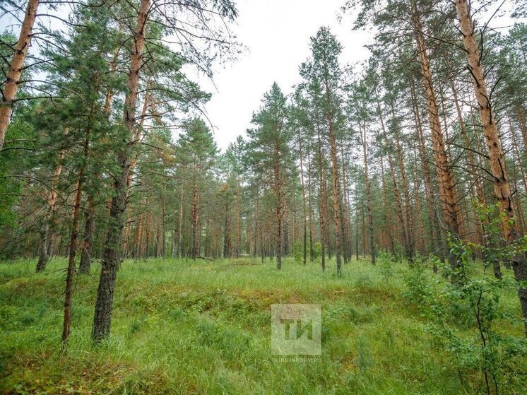 С начала сезона более 7 тысяч татарстанцев обратились к врачам из-за укусов клещей