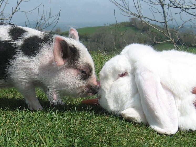 Семья из Нью-Йорка борется за право оставить умирающую карликовую свинью