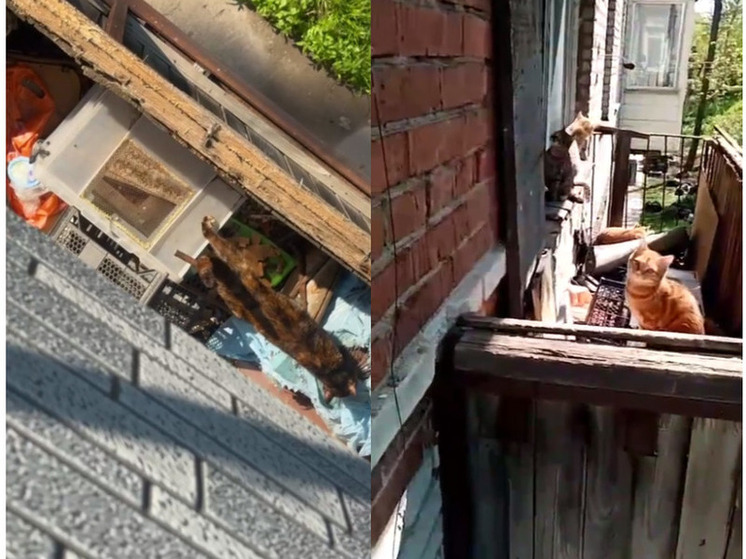 Соседи бьют тревогу: квартира во Владивостоке превратилась в кошачий приют