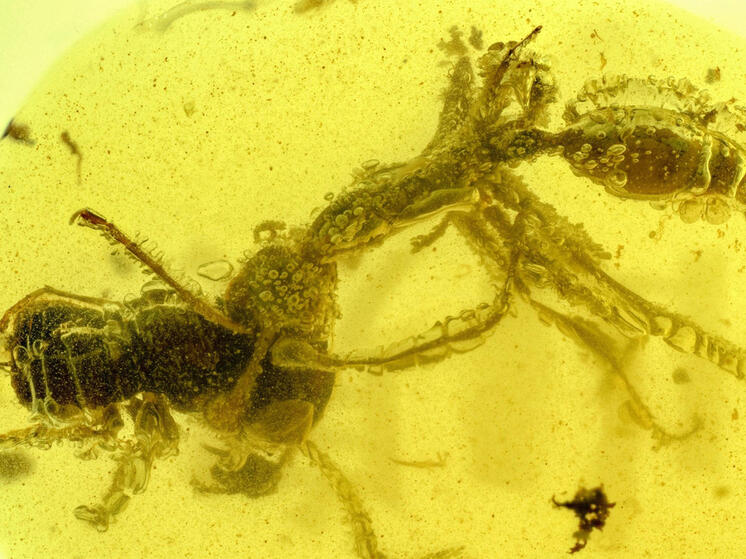 В доисторическом янтаре сохранился необычный пример симбиоза насекомого и грибкового паразита