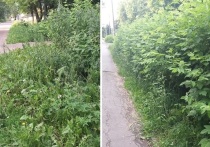 Один за другим в Чувашии приводятся в порядок дворы – то тут, то там слышатся звуки триммера