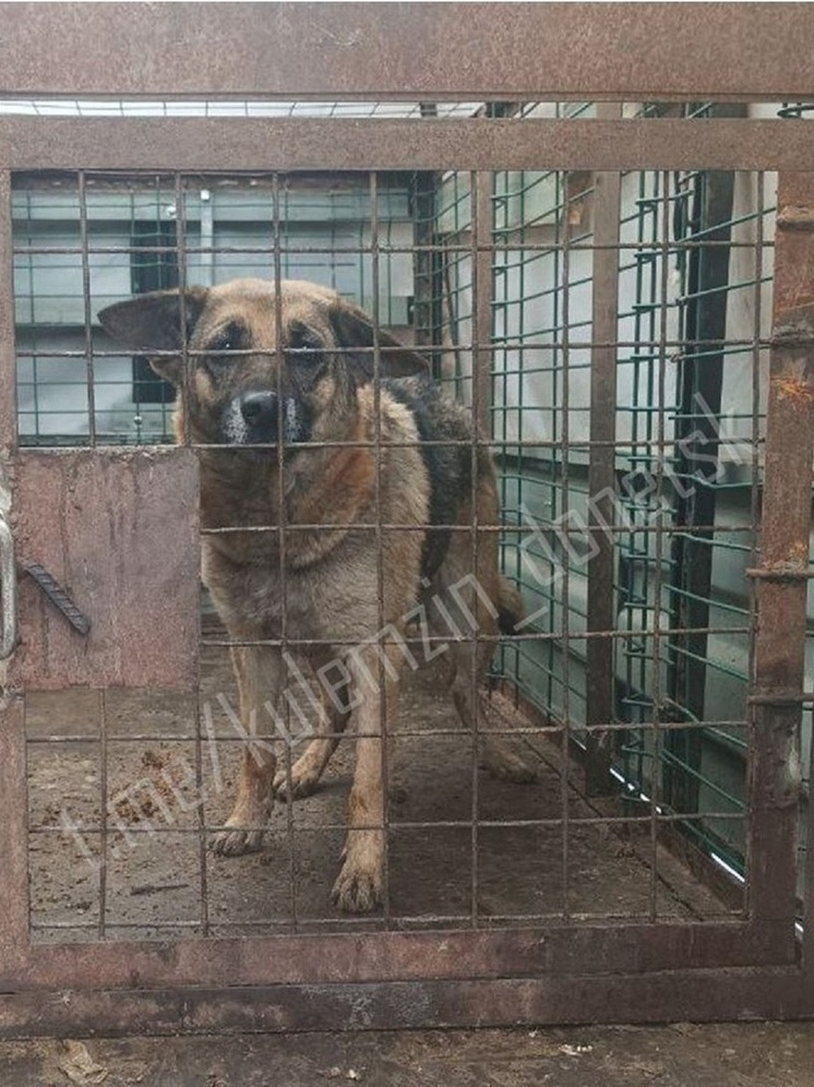 За неделю в Донецке отловили более 100 бездомных животных