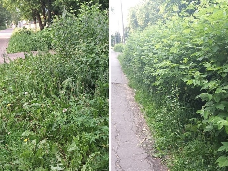 Горожане – на страже ровных газонов