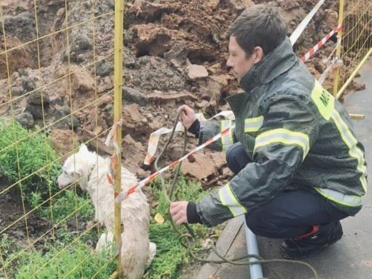 Бездомный пес провалился в траншею с водой в подмосковной Кашире