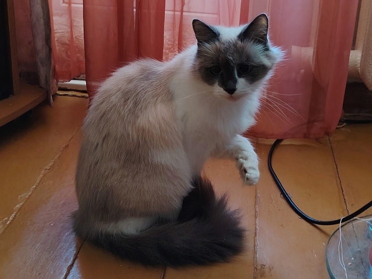 В Тверской области ищут дом для кота и кошки, у которых умерла хозяйка