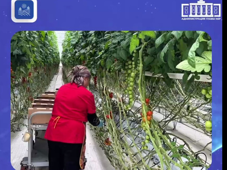 В крупнейшем в СКФО тепличном комплексе в КБР начался сбор томатов