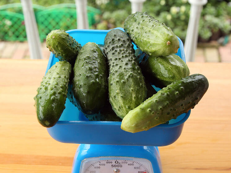 Названы способы продления срока хранения огурцов