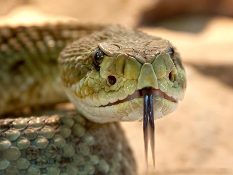 Жительницу Уфы в Армении укусила ядовитая змея