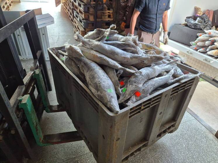 В Астрахани подвели итоги весеннего этапа операции «Путина-2025»