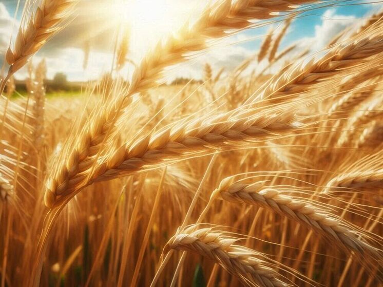 В Орловской области прошёл агрофестиваль «Agro Betaren»