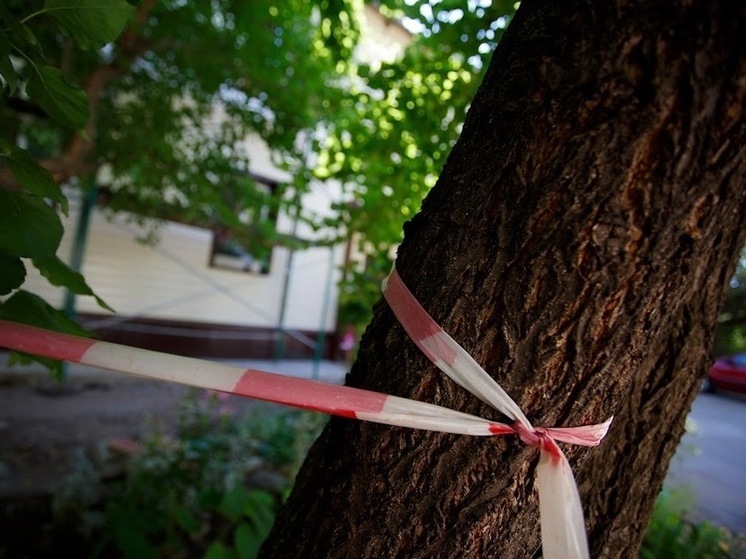 В Астраханской области 75-летняя женщина погибла из-за падения дерева