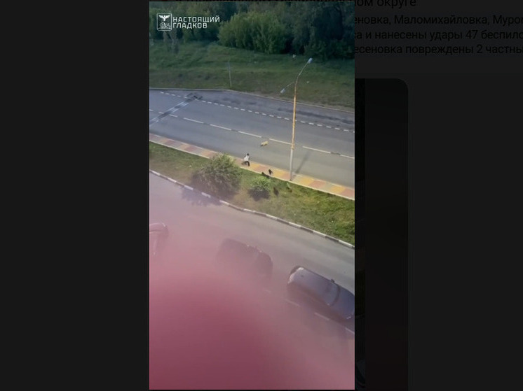 Гладков отреагировал на публикацию о напавшей на подростка стае собак в Белгороде