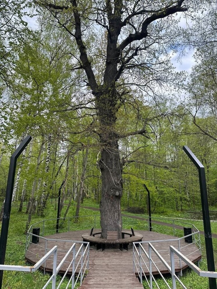 Поддержим Шумерлинский дуб в борьбе за титул главного дерева страны