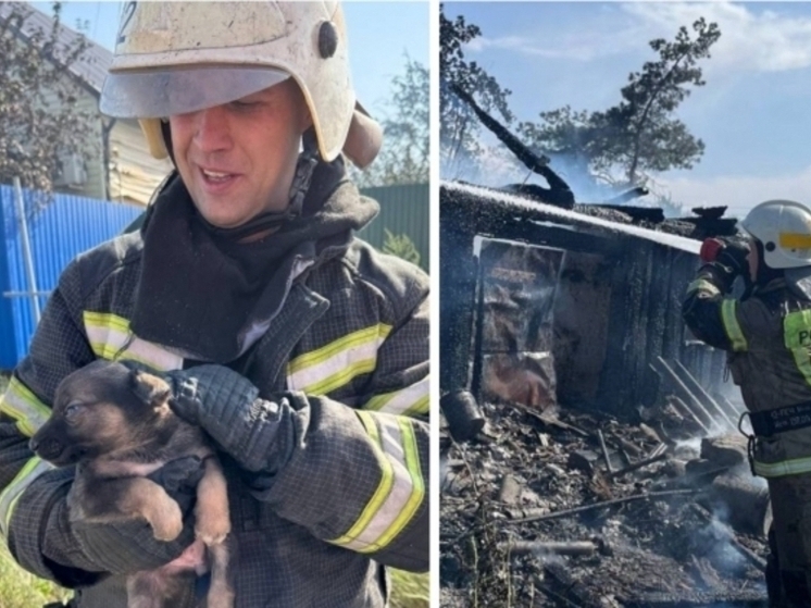В Волгограде пожарные спасли из огня 6 щенят
