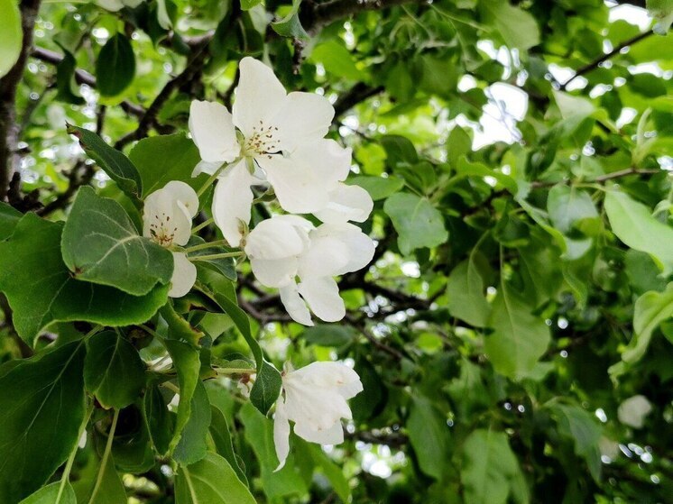 Хабаровчанам 28 июня обещают до +35 градусов