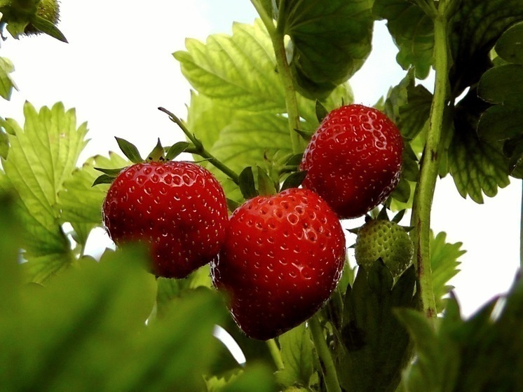 СМИ рассказали о возрождении рабства в Финляндии