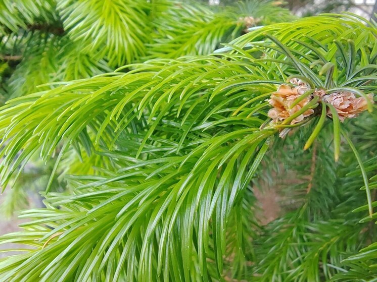 В Приморье нашли нарушения в реализации нацпроекта «Сохраняя леса» у лесников