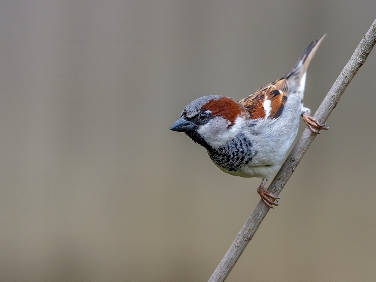 Учёные обнаружили изменения у птиц Чернобыля под воздействием радиации