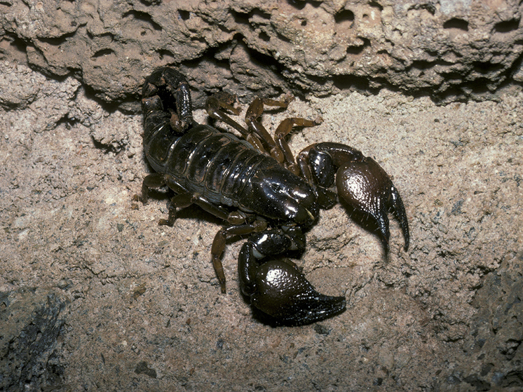 Brazilian Scientists Uncover Potential of Tropical Scorpion Venom to Fight Cancer