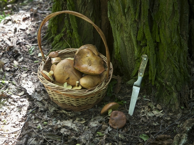 Rospotrebnadzor: Even Edible Mushrooms Can Be Poisonous