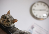 В Нижней Австрии произошел необычный случай с котом по кличке Килиан, который попал под машину и самостоятельно отгрыз себе поврежденную лапу