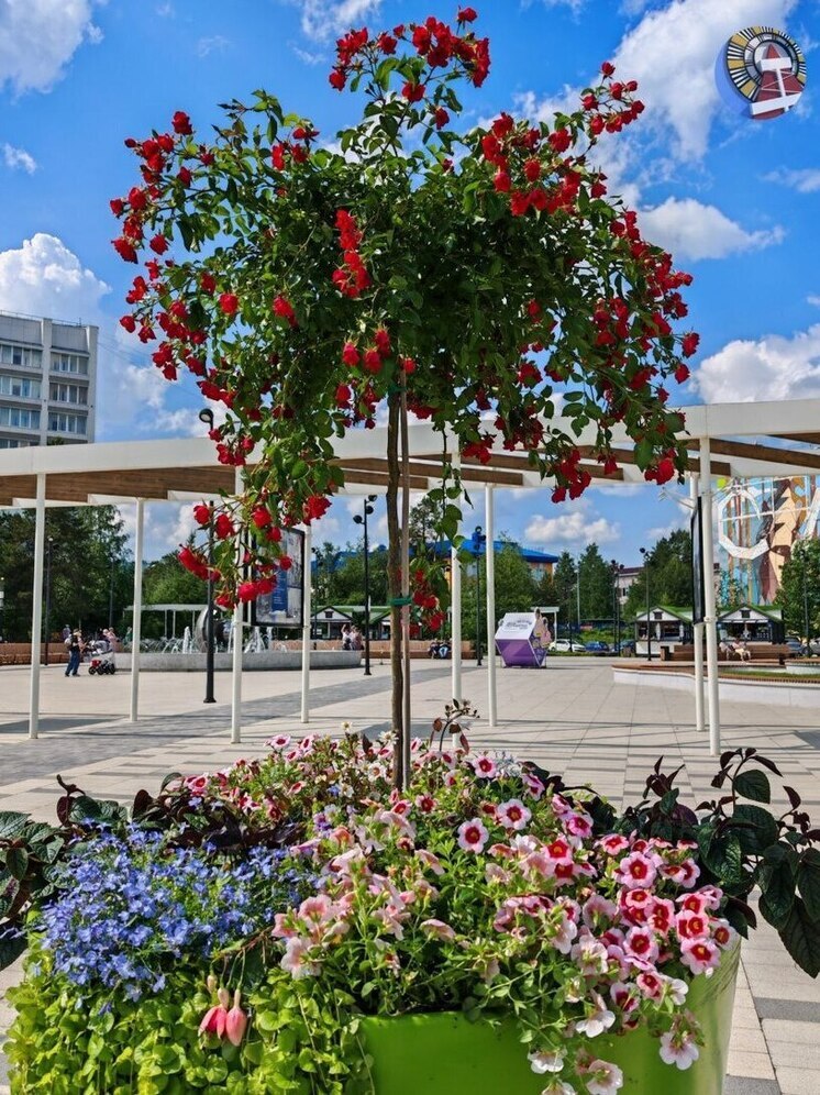 На центральной аллее Ноябрьска установили новые клумбы