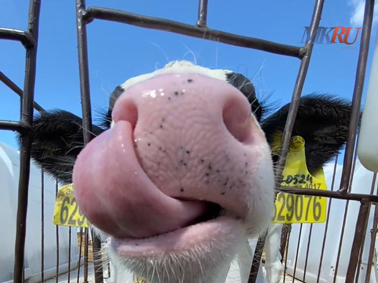 В Калужской области стало больше свиней и молока