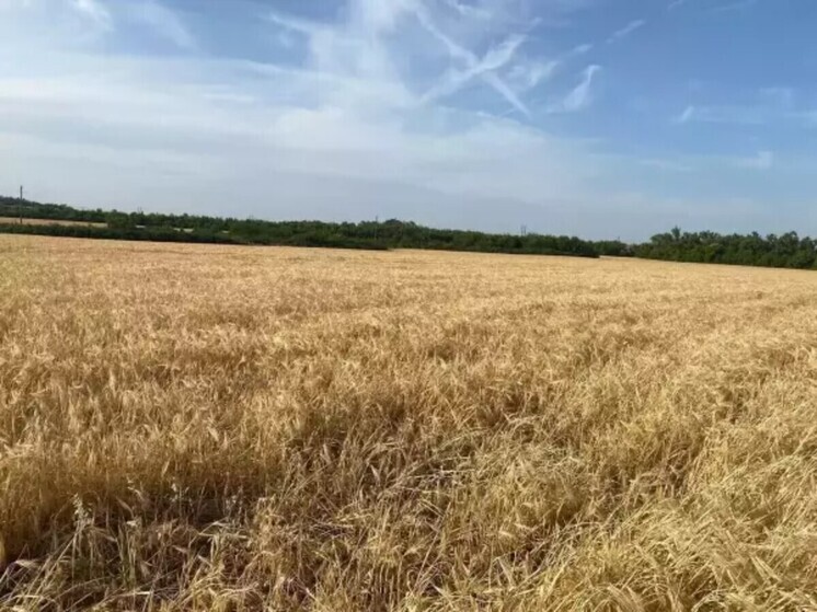 В Ростовской области число районов, на которые влияет почвенная засуха, увеличилось