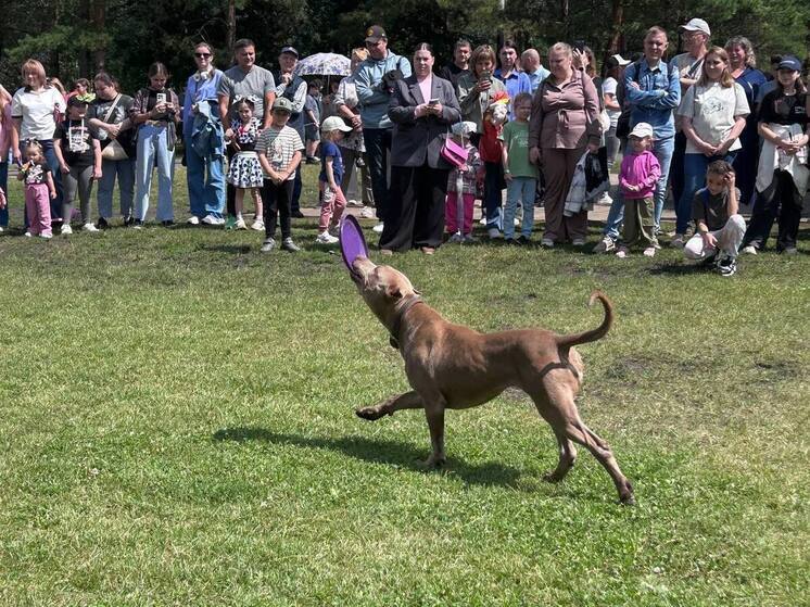 В Уфе во время акции «Ищу человека» восемь собак обрели семью