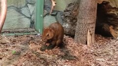 Питомец в Ленинградском зоопарке покорил петербуржцев звучным хрумканием 