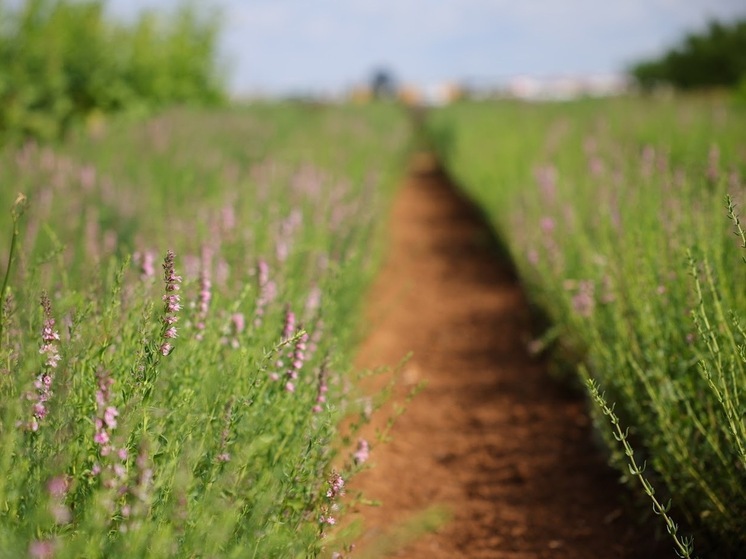 В Астраханской области 29 июня ожидается до +32℃