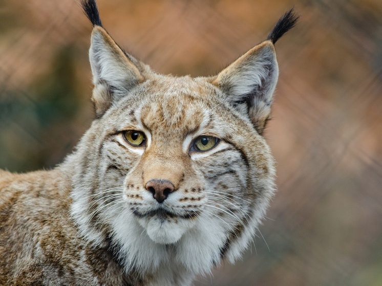 В зоосаде Хабаровска отметили День рыси
